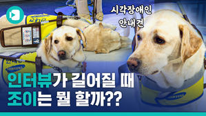 시각장애인 김예지 당선인 인터뷰하는 동안 안내견 '조이'만 보고 만든 영상