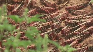 파키스탄 경제에 코로나19보다 더 큰 위협은 메뚜기떼