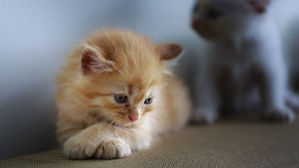 [인-잇] 단지 외로워서 반려동물 사는 건 아니죠?