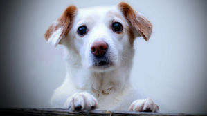 [인-잇] '반려동물 시장 6조' 대박만 쫓다간 쪽박 찬다