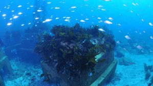 포스코, 철강 부산물로 울릉도 앞바다에 바다숲 조성