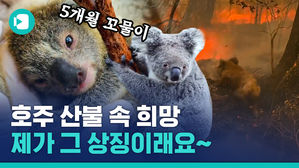 호주 산불 지난 자리에 태어난 귀여운 코알라, 이름은 '애쉬'