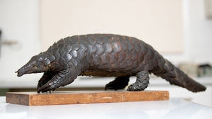 멸종 위기 천산갑 코로나19 창궐 때문에 살았다