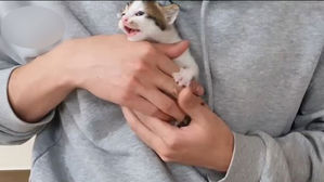 [인-잇] 귀여운 동물 영상, 보이는 게 다가 아니다