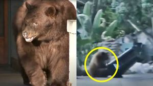 [Pick] 야생 곰에 거침없는 '풀 스윙'&hellip;美 여성 살린 '이것'은?