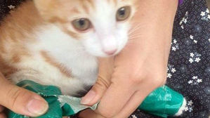 쓰레기 더미서 청테이프로 다리 묶인 고양이 발견…경찰 수사 착수