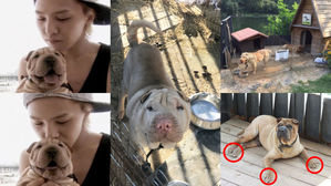 [SBS Star] BIGBANG G-DRAGON Under Fire for Neglecting His Dogs