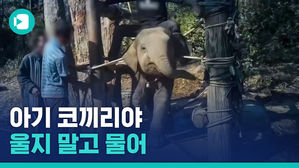 아기 코끼리 이마를 갈고리로 쿡쿡&hellip;태국 코끼리 학대 영상 공개?! 진짜일까