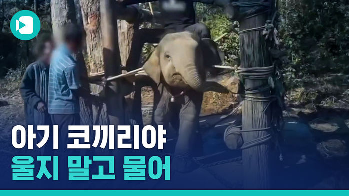 아기 코끼리 이마를 갈고리로 쿡쿡&hellip;태국 코끼리 학대 영상 공개?! 진짜일까