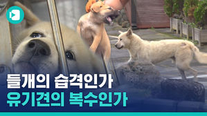 송아지 물어죽인 들개떼들의 진실은?! 인간이 또&hellip;