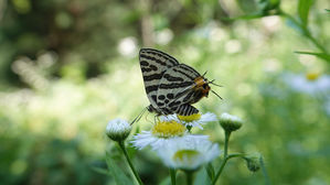 멸종 위기 2급 '쌍꼬리부전나비' 남산공원에 15년째 서식