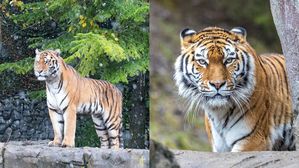 [Pick] 공격당한 사육사 숨졌는데 "호랑이 안락사 안 돼"&hellip;왜?