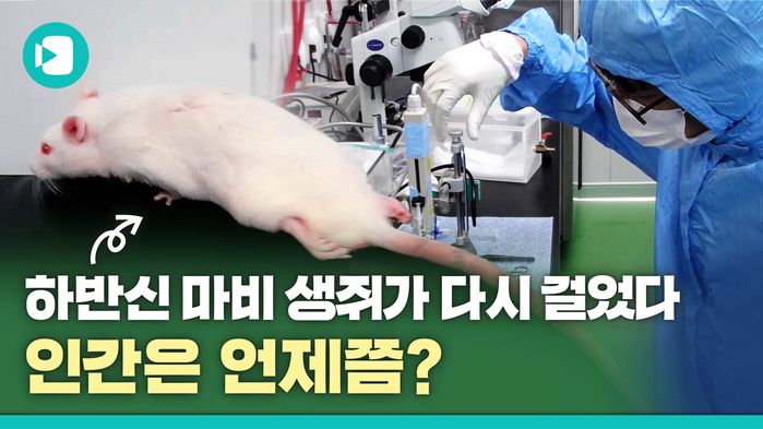 다시 걷게 된 생쥐&hellip;임상실험은 언제쯤?
