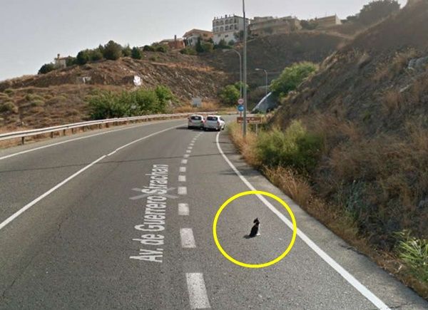 거리뷰에 포착된 선행…도로 위 고양이 구해