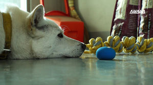 "포천파출소 방이·순이 새 가족 찾아요" 무슨 사연?