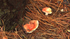 제주서 야생버섯 먹은 주민 3명 병원행…"야생버섯 섭취 말아야"