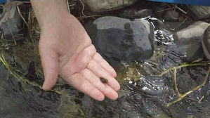 Man in 70s Dies While Gathering Freshwater Snails in Gapyeong's Noksu Valley