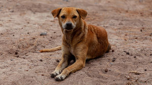 [인-잇] 유기 동물 신고, 119에 하시면 안 돼요