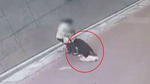 [인-잇] 또 개 물림 사고, 우리가 생각해볼 '3가지'