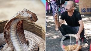 中 상인, 영업용 코브라에 물려 사망