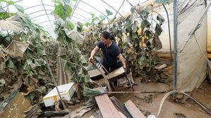 [현장] 농작물도 송아지도 '진흙 범벅'&hellip;안타까운 흔적