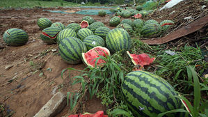 [현장] 수마에 깨진 수박들 덩그러니&hellip;단양 농가 '한숨'