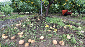 [현장] 나뒹구는 복숭아 &middot; 쓰러진 인삼&hellip;폭우에 속수무책