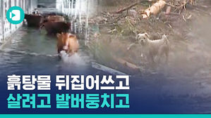 물에 잠기고, 휩쓸리고&hellip;최악의 장마에 동물도 수난