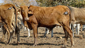 소 엉덩이에 눈 그려 넣었더니 사자가 달려들지 않았다