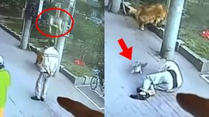 하늘에서 떨어진 고양이&hellip;中 남성 기절시킨 '황당한 사고'