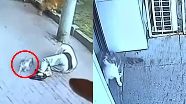 ？하늘에서 떨어진 고양이…中 남성 기절시킨 '황당한 사고'