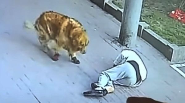 ？하늘에서 떨어진 고양이…中 남성 기절시킨 '황당한 사고'