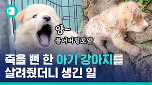 수해 현장서 구출됐던 '인절미네' 다섯 가족 근황, 영상으로 보여드립니다 (귀여움 주의)