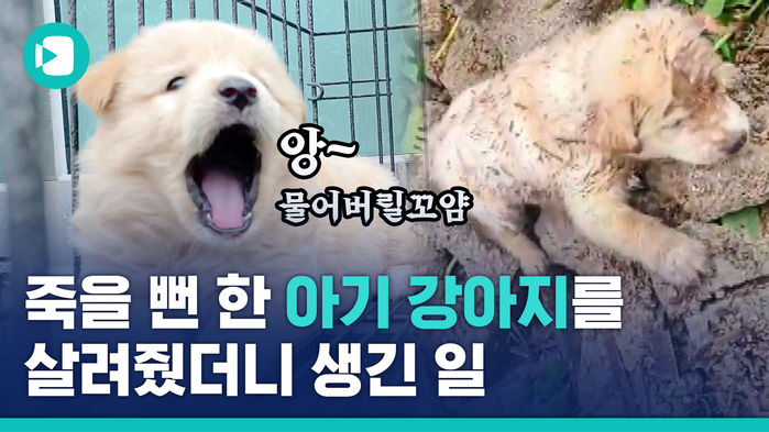 수해 현장서 구출됐던 '인절미네' 다섯 가족 근황, 영상으로 보여드립니다 (귀여움 주의)