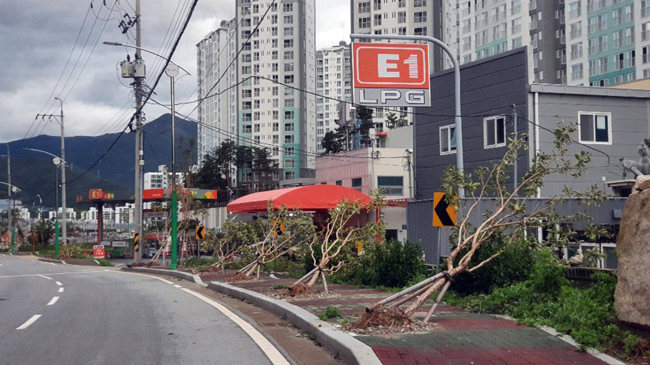 마이삭 강풍에 쓰러진 경남 양산거리 가로수 (사진=연합뉴스)