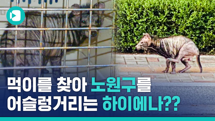 행복은 나눌수록 커지잖아요&hellip;노원구에 나타난 '하이에나 괴물'의 사연
