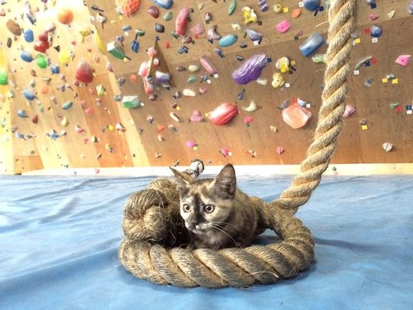 [Pick] 체육관 반려묘 클라스…'넘사벽' 암벽등반 실력 뽐내