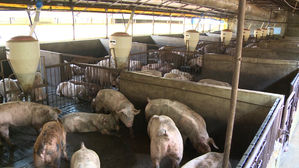 화천군 농장서 '아프리카돼지열병' 발생&hellip;축산농가 '비상'