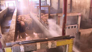 경기&middot;강원 북부 양돈 농가 예찰 강화&hellip;전국 농가 소독