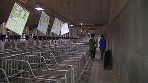 [취재파일] 예방적 살처분의 그림자, 농장주 희생이 방역 성과로