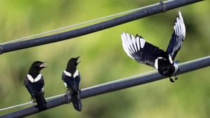 호주 남성, 공원서 점심 먹다가 까치에게 두 눈 쪼여