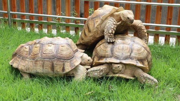 ？[Pick] '그래! 조금만 더…!