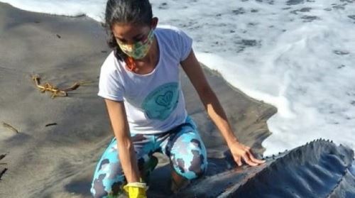 멸종 위기 장수거북, 브라질 해변서 구조 열흘 만에 숨져