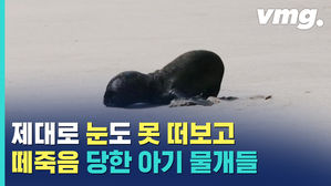 아프리카 해변이 '검은 점'으로 물든 사연&hellip;물개들은 왜 떼죽음을 당했을까?