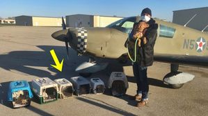 [Pick] 코로나 덕에 '선행'?&hellip;유기동물 수십 마리 살린 美 남성