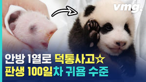 4년 뒤엔 못 봅니다ㅠ&hellip;아기판다 푸바오의 첫 오프현장 (feat.100일 성장기)