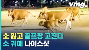 늬들이 왜 거기서 나와?&hellip;골프장 소 떼 출몰 전말