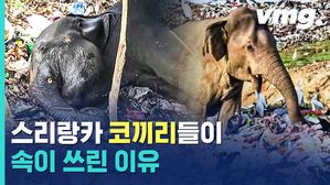 스리랑카 코끼리들은 왜 쓰레기 무덤을 뒤지는 걸까?