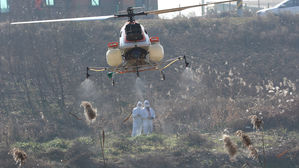 정읍 오리농장서 '고병원성 AI' 2년 8개월 만에 확진