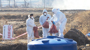 상주 산란계 농장서 고병원성 AI 확진&hellip;방역 비상